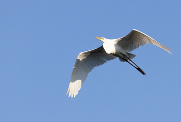 White Heron in nature