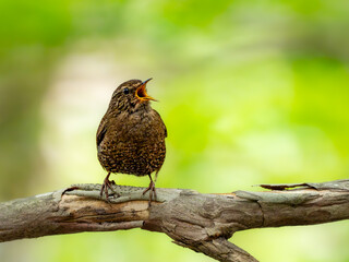 森の中の木陰で枯れ木の上でさえずるミソサザイ