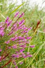 Flowering fireweed by the river