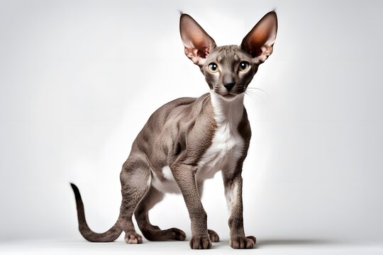 A sleek cornish rex cat with curly fur and large ears standing on a white background, AI Generated