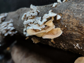 close up of mushrooms growing on a dry tree