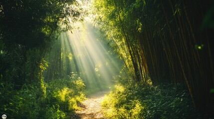Obraz premium Peaceful Southeast Asian bamboo forest with sunlight filtering through the trees, no people