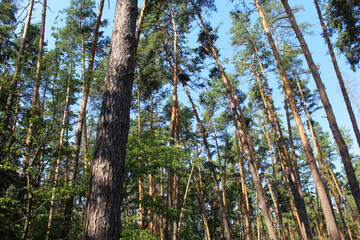 trees in the forest, pine forest, beautiful view of the forest