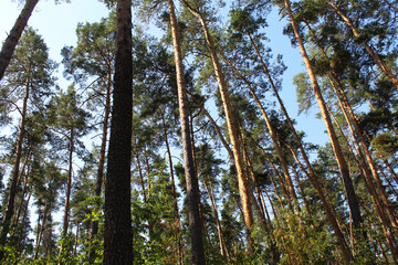 trees in the woods, pine forest, beautiful view of the forest