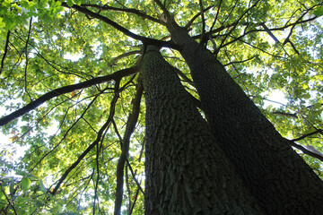 two large oak trees with green leaves, trees in the park