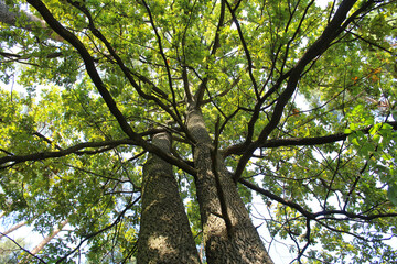 two large oak trees with green leaves