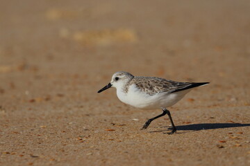 Sanderling