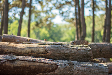 Felled pine logs against a forest background.