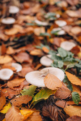Mushrooms in the autumn deciduous forest.