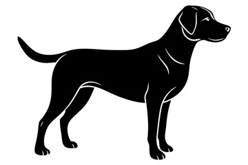 black and white dog