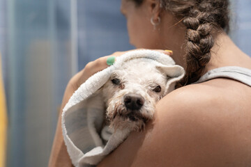 Woman drying her wet poodle dog with a towel after shower