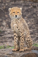 Cheetah cub sits on rock turning head