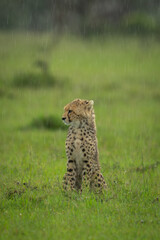 Cheetah cub sits staring in pouring rain