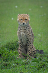 Cheetah cub sits on savannah watching camera