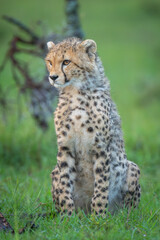 Cheetah cub sits on grass near thornbush