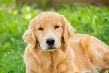 Obraz premium portrait of a red-haired American-type golden retriever