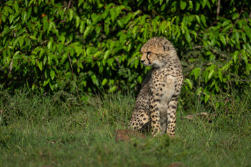 Cheetah cub sits on grass turning head