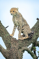 Cheetah cub sits in fork of tree