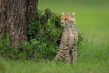 Cheetah cub sits in grass by tree
