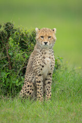 Cheetah cub sits in grass by bush