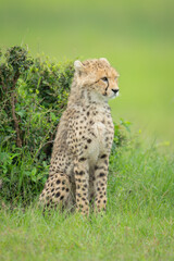 Cheetah cub sits in grass beside bush