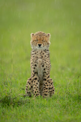 Cheetah cub sits closing eyes in rain