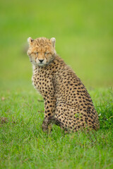 Cheetah cub sits in grass closing eyes