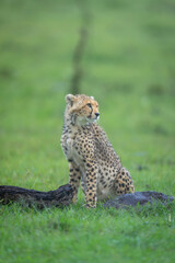 Cheetah cub sits by log turning head
