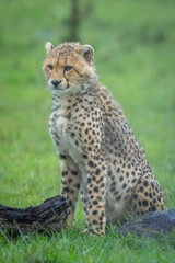 Cheetah cub sits by log and rock