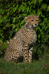 Cheetah cub sits by bush on grass