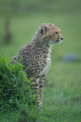Cheetah cub sits by grassy termite mound