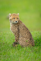 Cheetah cub sat in grass looking round