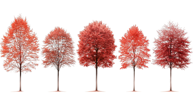 A stunning collection of vibrant red trees showcasing the beauty of autumn foliage in a serene landscape.