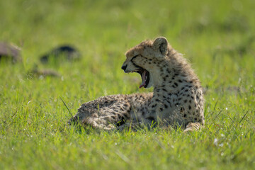 Cheetah cub lies yawning on short grass