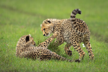 Cheetah cub lies pawing another by bush