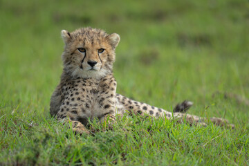 Cheetah cub lies on grass facing camera