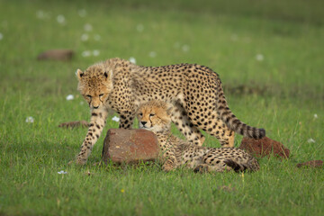 Cheetah cub passes sibling lying between rocks