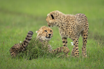 Cheetah cub lies pawing sibling standing up