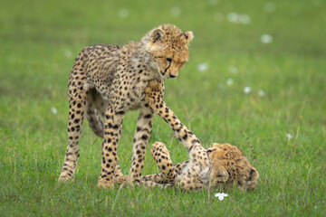 Cheetah cub lies pushing sibling with paw © Nick Dale