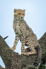Cheetah cub sits staring in tree fork