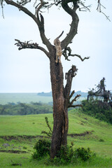 Cheetah cub poised to climb down tree