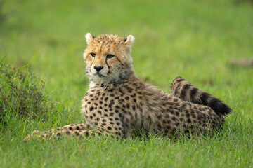 Cheetah cub lies on grass near bush