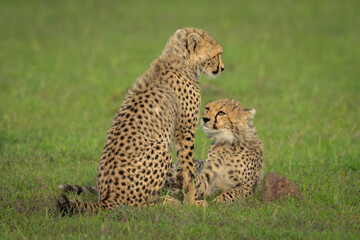 Cheetah cub lies watching sibling sitting down