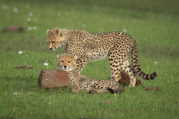 Cheetah cub passes sibling lying by rock