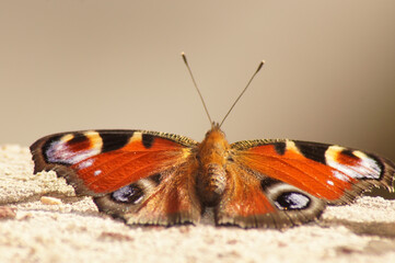 Nahaufnahme Schmetterling Tagpfauenauge freigestellt