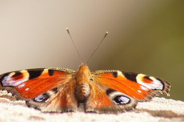 Nahaufnahme Schmetterling Tagpfauenauge freigestellt