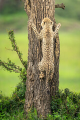 Cheetah cub climbs up tree on savanna
