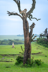 Fototapeta premium Cheetah cub crouches at top of tree