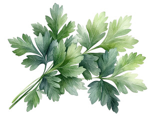 Vibrant green parsley leaves arranged gracefully, perfect for culinary and botanical illustrations or organic product designs.
