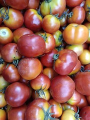 The tomato is the edible berry of the plant Solanum lycopersicum, commonly known as the tomato plant. The species originated in western South America, Mexico, and Central America. 